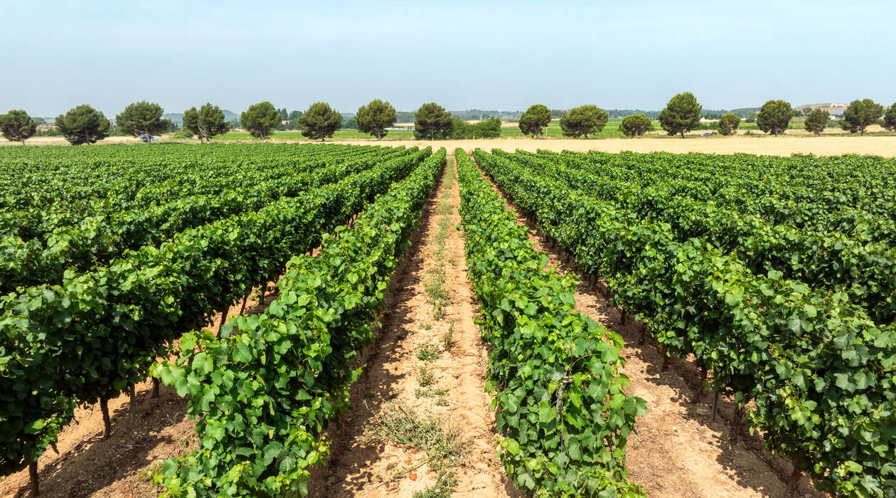 Vidéo : Des viticulteurs héraultais engagés