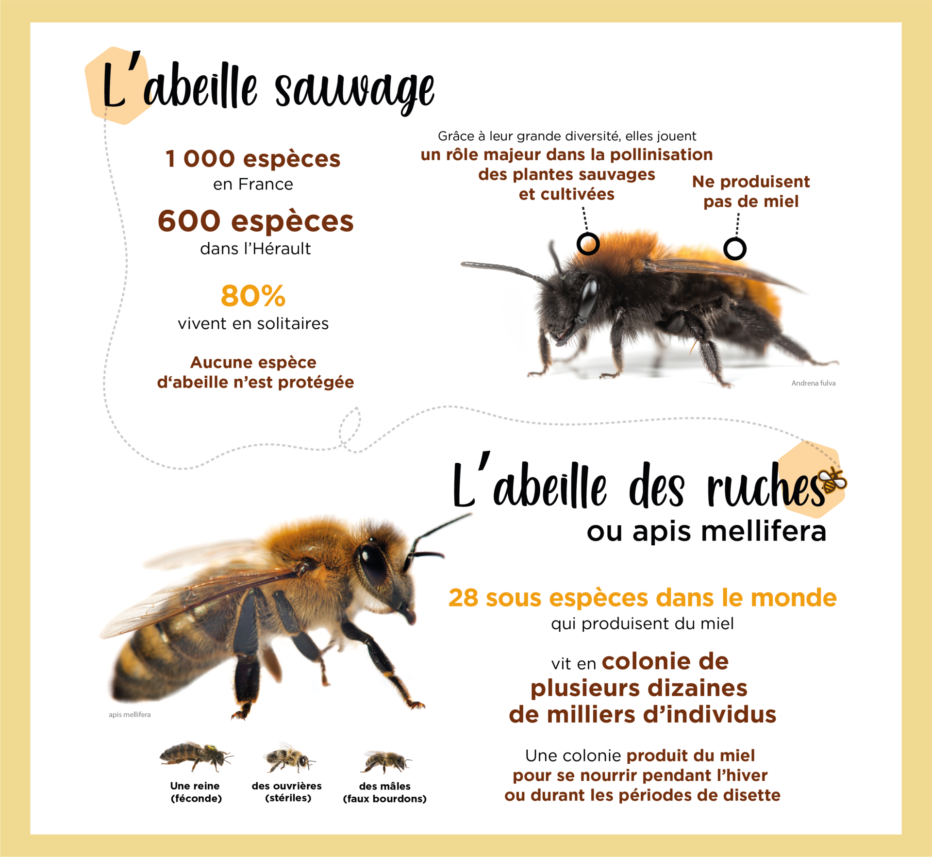 Quel est le rôle des abeilles dans la pollinisation ? - Les