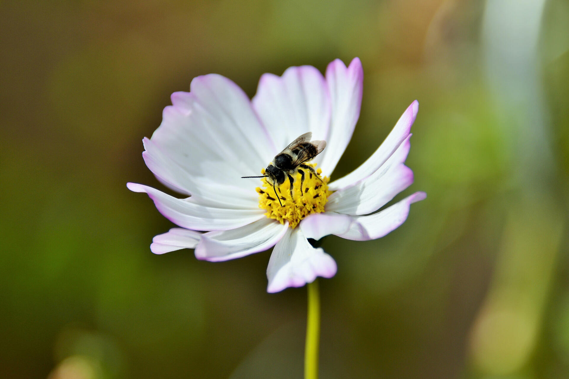 Miel de 1000 fleurs d'été – Bio - Ruche et Flore