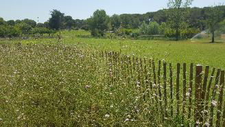 Un exemple de prairie fleurie à Bessilles