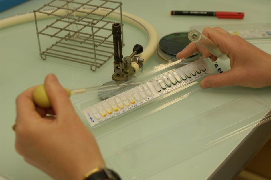 Inoculation de galerie API laboratoire vétérinaire Hérault