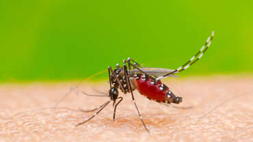 Risques sanitaires liés aux moustiques 